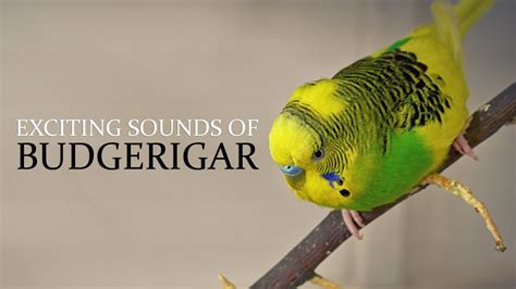 For True Budgie Lovers Exciting Budgie Sounds Youtube