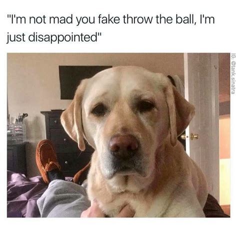 Dog Meme Disappointed