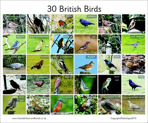 30 British Birds Photographic 3112 Teaching Resources