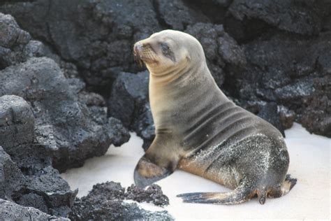 Cute Baby Sea Lion Looking For Its Mom Baby Sea Lion Galapagos Islands
