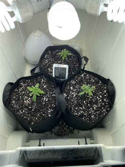 Just Transplanted My First Grow Today Into Ffof W Perlite Ive