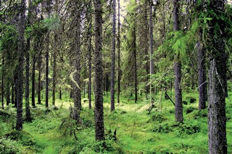 Norway Spruce Picea Abies Forest At Svartberget Vindeln Photo N