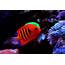 Saltwater Fish Coral & Invertebrates  Aquarium Adventure Chicago