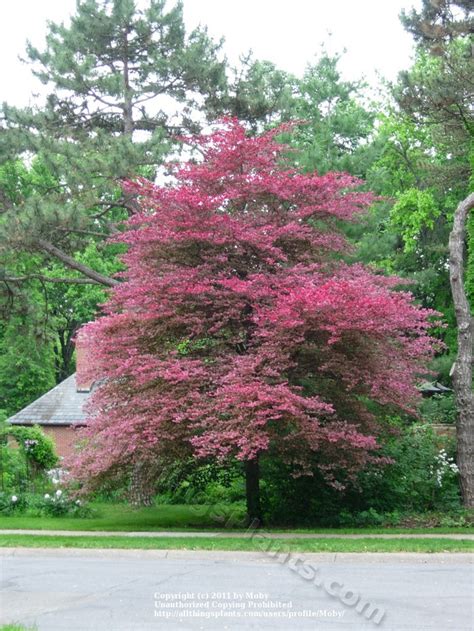 Tri Colored Beech Favorite Trees Pinterest
