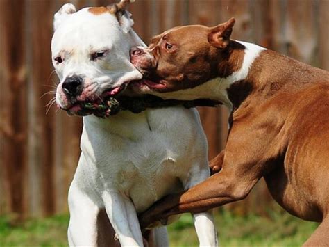 Conoce Las 10 Razas De Perros Más Peligrosas Del Mundo
