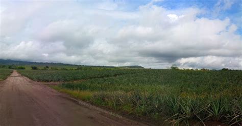 Dole Philippines Pineapple Plantation In Polomolok South