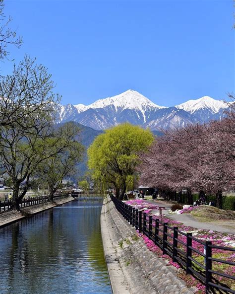 長野県 信州 安曇野 春 桜 芝桜 常念岳 日本の風景 ナガトリ 長野のいいところ 風景 写真好きと繋がりたい