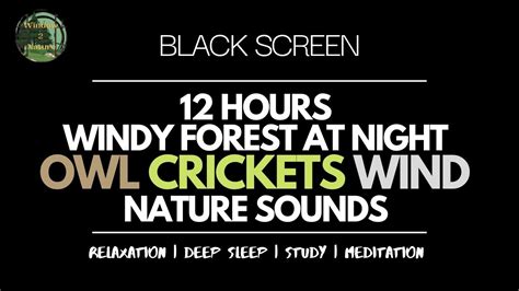 Black Screen 12 Hours Windy Forest At Night Owl Crickets Wind Nature