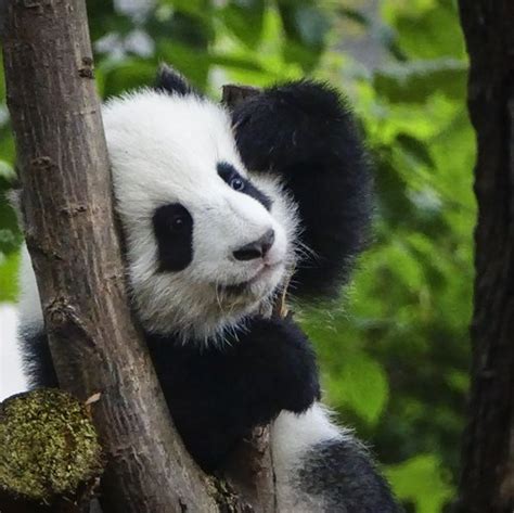 Training Of Captive Giant Pandas To Go Into The Wild Yields Results