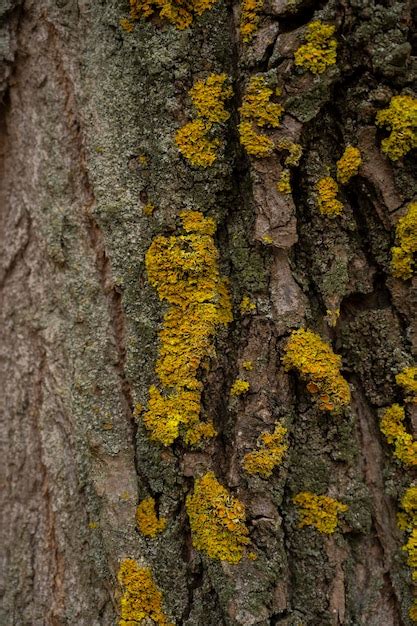 Premium Photo Moss On The Tree Lichen On Tree Bark