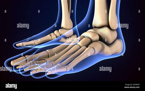 3d Ilustración De La Anatomía Del Esqueleto Humano De Los Huesos Del