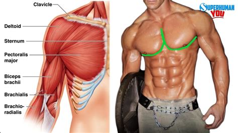 There are anterior muscles diagrams and posterior muscles diagrams. How To Get The "Outer Chest Line" - YouTube