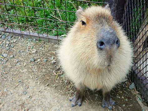 Capybara - Unusual pets that are legal to own - Pictures ...