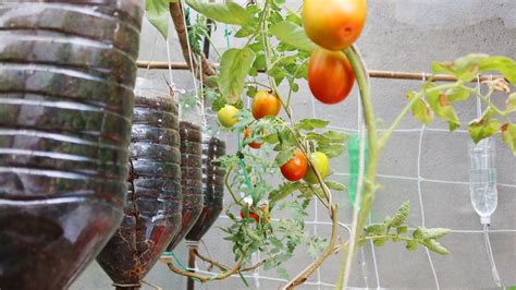 Easy Way To Grow Tomato Plant In Plastic Hanging Bottles Growing