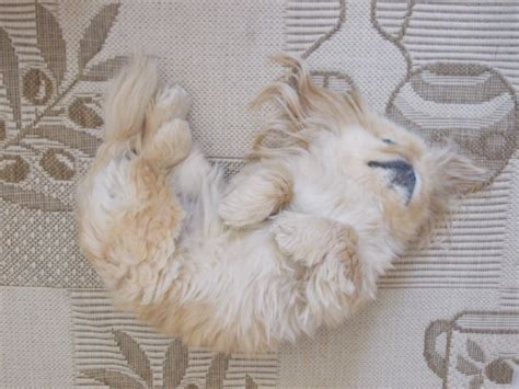 Sleeping pekingese #pekingese #livedog ( my Bonnie ) | Pekingese puppies, Pekingese, Sleeping dogs