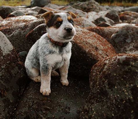 When Do Blue Heeler Puppies Get Their Color Truth Revealed