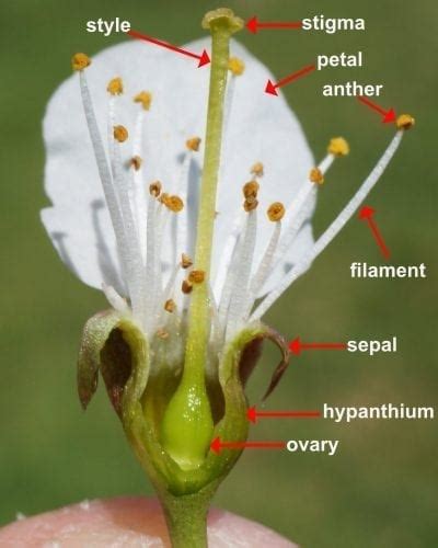 Ovary Of A Flower