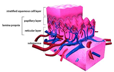 A 3d Model Of The Oral Mucosa The Oral Mucosa Is Divided Into A