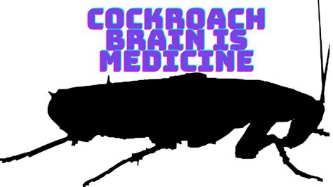 Cockroaches Brain Is Medicinescientists Found Medicine In Cockroaches