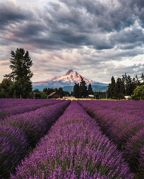 Travel Portland On Instagram You Can Almost Smell The Lavender From