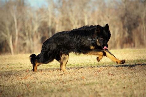 German Shepherd Dog Puppy Dog For Sale In West Monroe