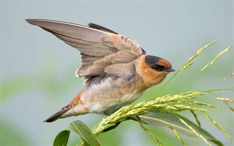 cave swallow audubon field guide