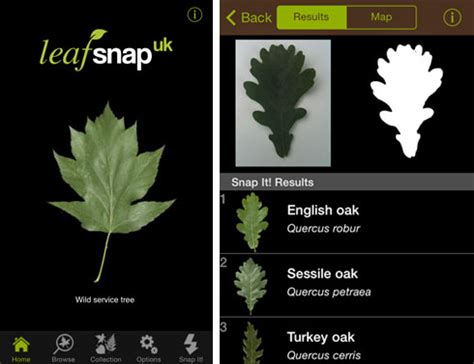 5 best tree identification apps. Museum launches tree identification app