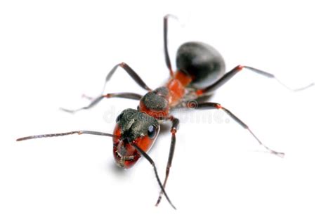 Big Red Ant Stock Photo Image Of Macro Doer Closeup 13701532