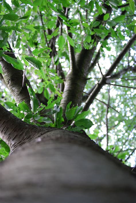 Free Images Tree Nature Forest Branch Sky Leaf Flower Trunk