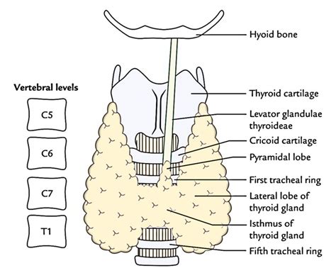 Easy Notes On 【thyroid Gland】learn In Just 4 Minutes Earths Lab