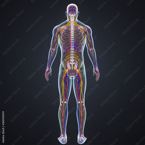 Circulatory And Nervous System With Lymph Nodes Stock Illustration