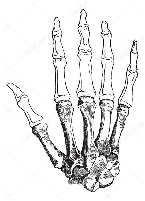 Resultado De Imagen Para Huesos Mano Vector Human Hand Bones Outline