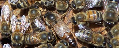 Russian Bees Varroa Resistant Stock Professional Beekeepers Professional Beekeepers