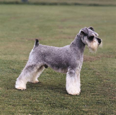 Find a standard schnauzer puppy from reputable breeders near you and nationwide. Schnauzer | dog | Britannica
