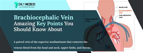 Brachiocephalic Vein Amazing Key Points You Should Know About Daily