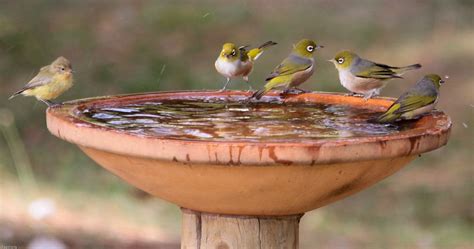 Ideal Bird Bath That Is Cheap Birds In Backyards