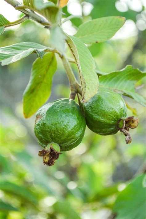 Guava Fruit Trees Are Not A Common Sight And Need A Decidedly Tropical