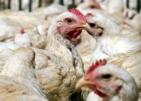 Bird Farmers Urged To Be Vigilant Amid Flu Risks Brandon Sun