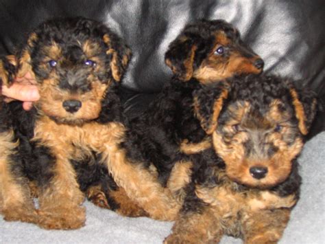 Yorkshire terriers have large personalities that contrast their stature. Beautiful Welsh Terrier Puppy | Chester, Cheshire | Pets4Homes