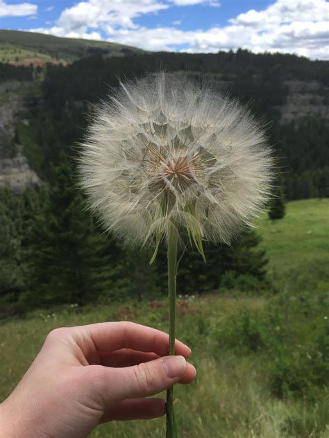 This Giant Dandelion In Montana Rimagesofmontana