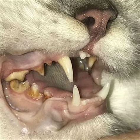 Can Gingivitis Be Reversed In Cats DIY Seattle