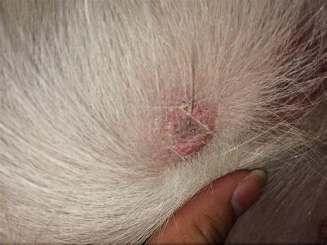 German Shepherd Dog Forums View Single Post Skin Issues With 1 Year