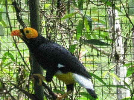 KICAU MANIA BORNEO: Membuat Burung Cucak ijo & Burung Pemakan Buah Nge-Voer