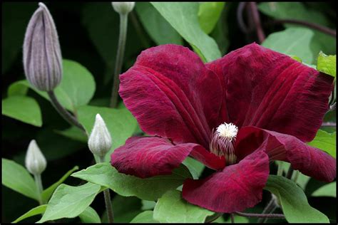 Rouge Cardinal Clematis Hinsdale Nurseries Welcome To Hinsdale