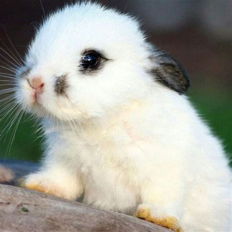 ¡Animales tiernos!(reales) | Amino Rol B Amino