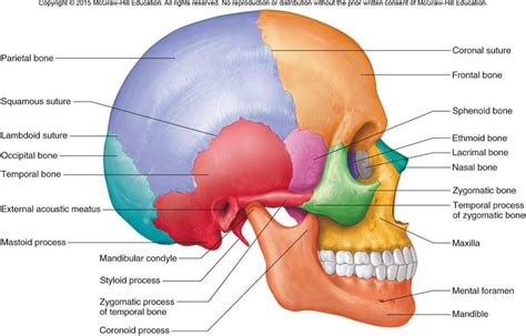 Skull Side View Diagram Quizlet