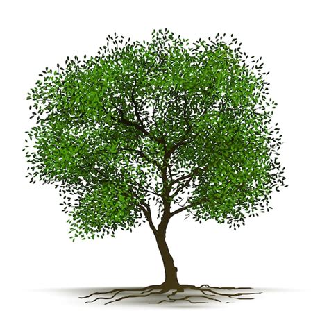 Premium Vector Illustration Realistic Tree Isolated