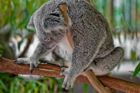 Sleeping Koala Stock Photo Image Of Koala Animal Marsupial 12601416