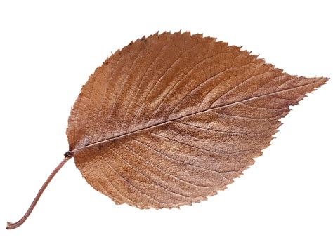 Leaf Brown Autumn Free Image On Pixabay