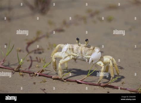 Atlantic Ghost Crab Ocypode Quadrata Adult Standing On Beach Ilha